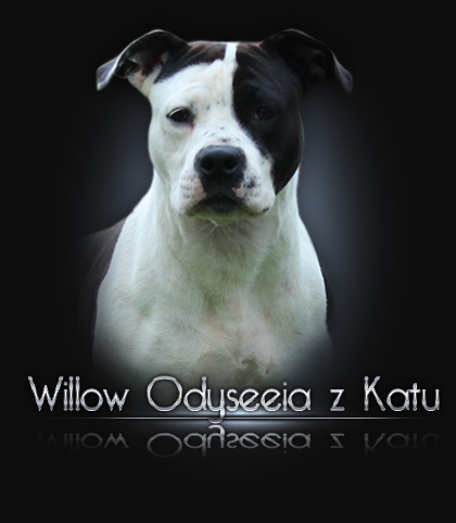 ikonka willow